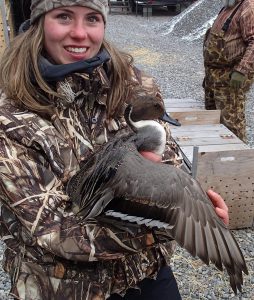Kelly holding a rare male northern pintail during winter banding with the Canadian Wildlife Service in Chatham, Ont.