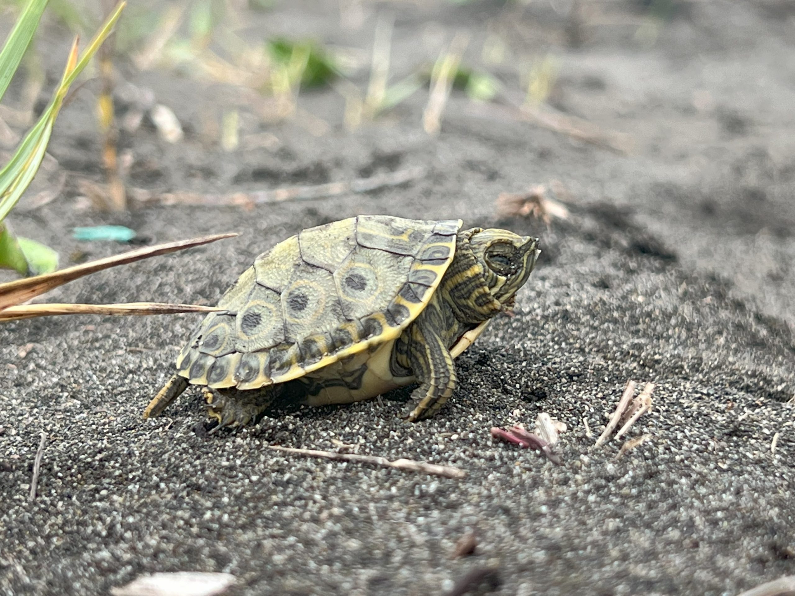 Turtle Patrol in Parismina How Fleming College Students Are Helping to