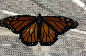 A monarch butterfly is resting on a screen.
