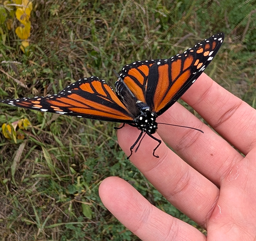 An monarch butterfly wearing a tiny digital antenna is resting on a person's hand.